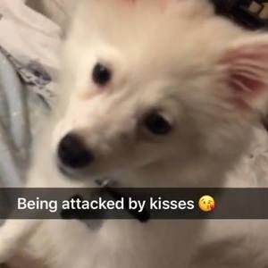 Meet your Posher, Samson